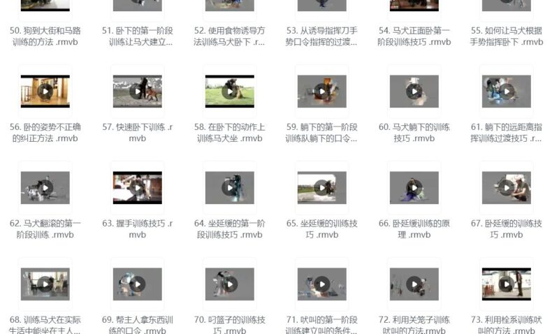 狗狗训练专业教程 训犬教程全合集140节课-橘子资源网