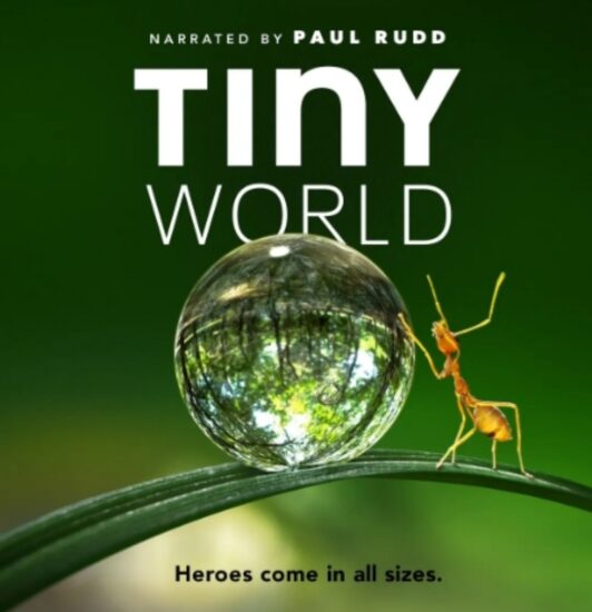 儿童纪录片 小小世界 1-2季合集 国语英语 中英双字-橘子资源网